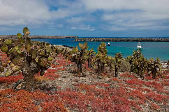 typical plants and landscape on Isla Plaza, Galapagos