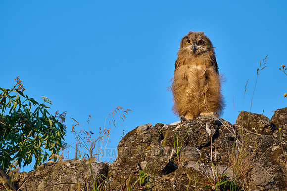 Eurasian eagle-owl (Bubo bubo), fledgling on a rock
