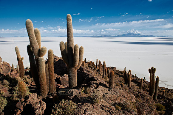 Inkahuasi Island, Salar de Uyuni