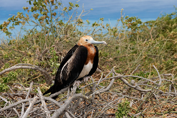 young Frigatebird