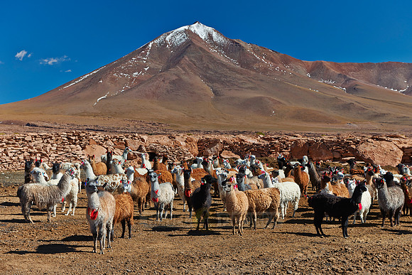 Llama (Lama glama)
