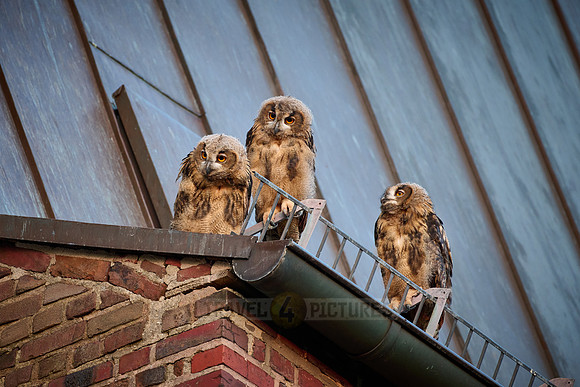Eurasian eagle-owl (Bubo bubo), three fledglings on a roof