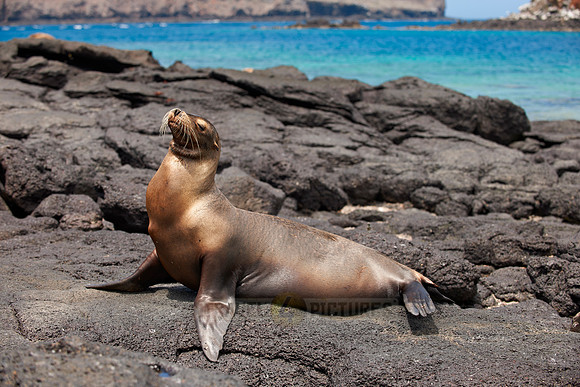 Galapagos Sea Lion