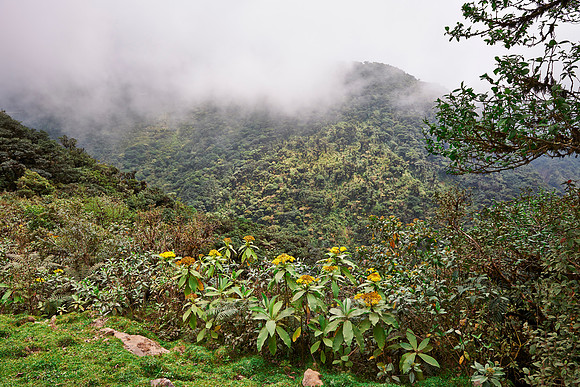 cloud forest of La Siberia