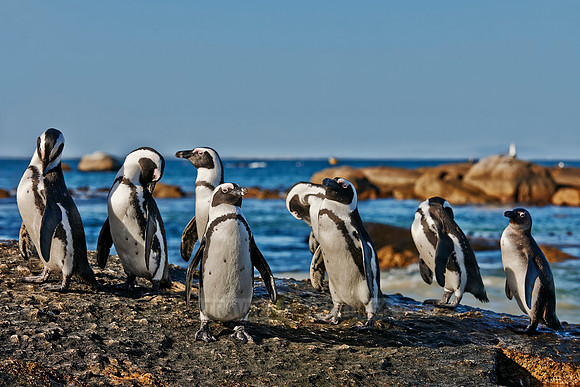 African Penguin