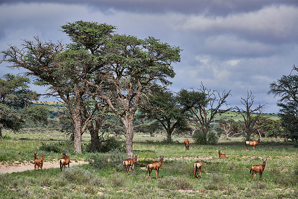 Südafrikanische Kuhantilope, Alcelaphus caama  |Red hartebeest, Alcelaphus caam|