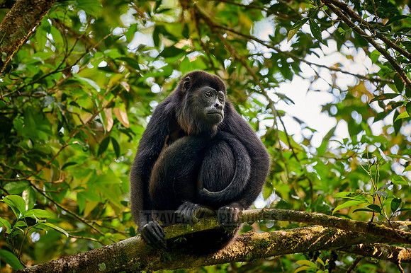 mantled howler (Alouatta palliata)
