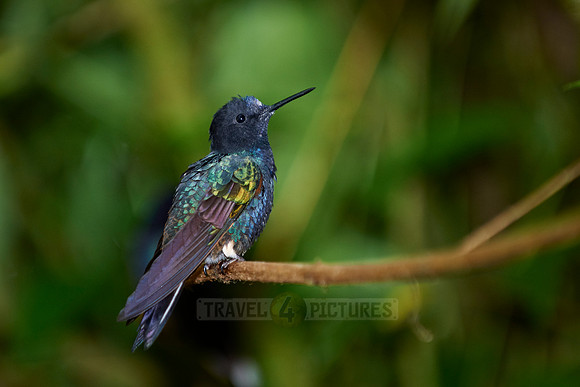 velvet-purple coronet (Boissonneaua jardini)