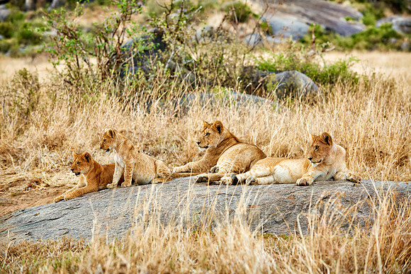 group of lion cubs