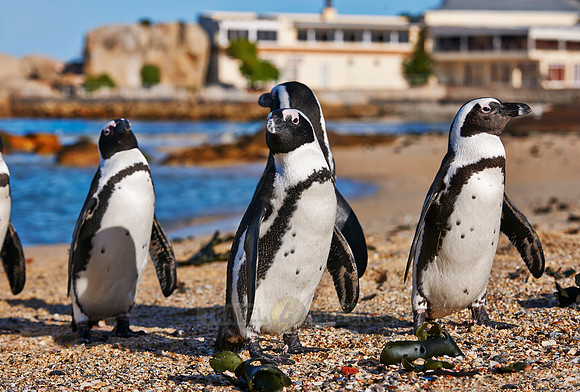 African Penguin