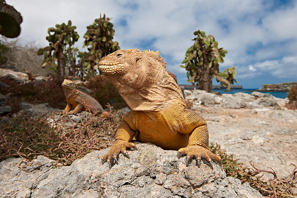 Galapagos Land Iguana