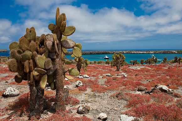 typical plants and landscape on Isla Plaza, Galapagos