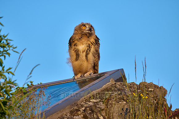 Eurasian eagle-owl (Bubo bubo), fledgling on a rock