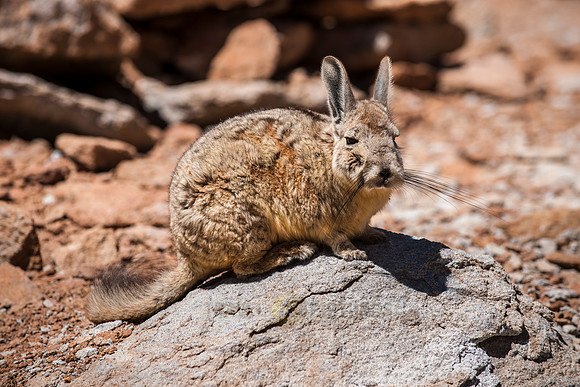 Mountain Viscacha