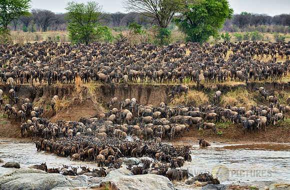 herd of wildebeest crossing Mara River
