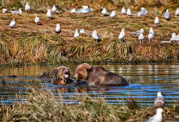 Grizzly bear at Knight Inlet