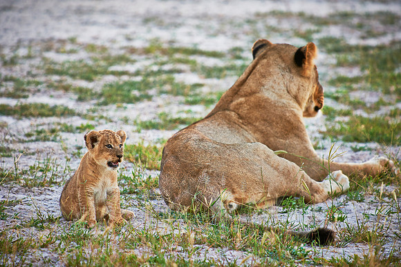 lioness with very young cub