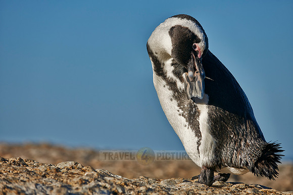 African Penguin