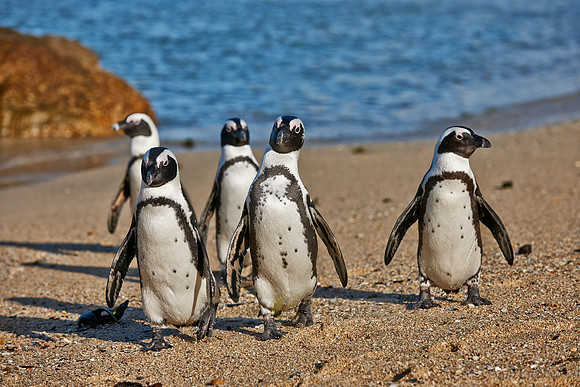 African Penguin