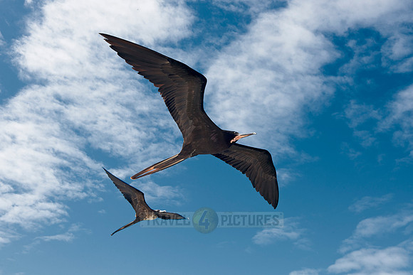 flying Frigatebirds