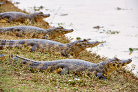 huge group yacare caiman
