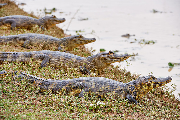 huge group yacare caiman