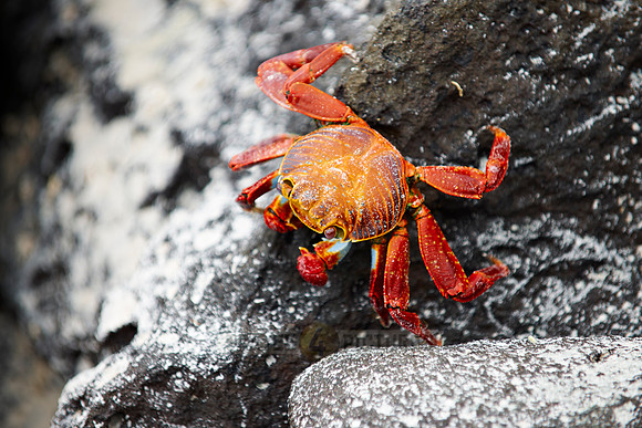 red rock crab, Grapsus grapsus