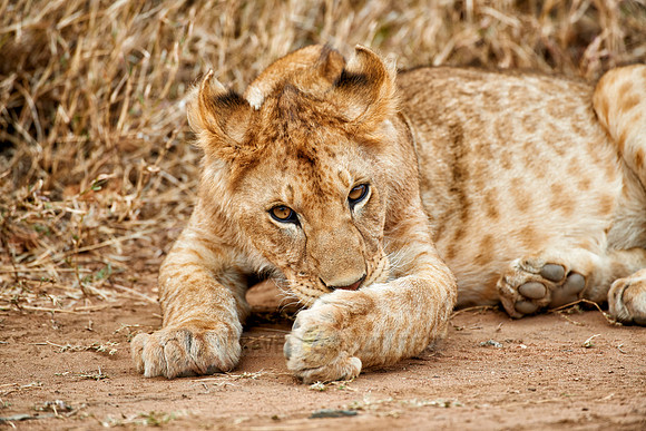 cute ​lion cub