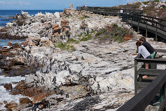 Colony of African Penguin