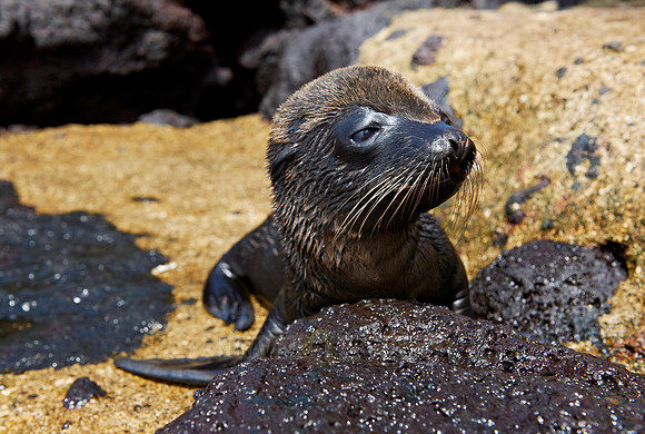 young Galapagos Sea Lion
