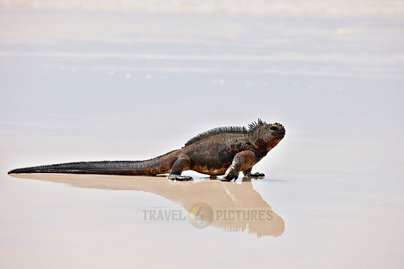 Marine Iguana on beach