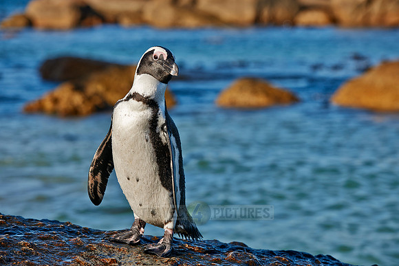 African Penguin