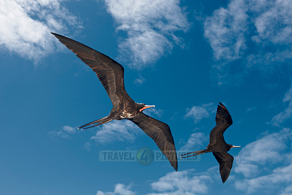 flying Frigatebirds