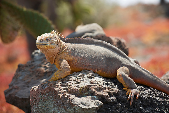 Galapagos Land Iguana