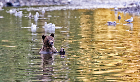 Grizzly bear at Knight Inlet