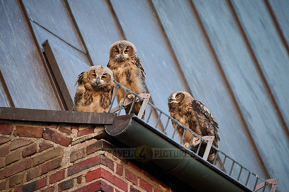 Eurasian eagle-owl (Bubo bubo), three fledglings on a roof