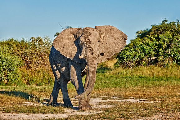 aggressive male African elephant