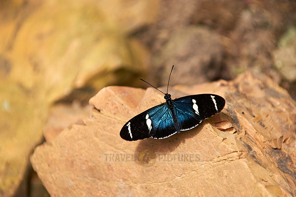 Sara Longwing (Heliconius sara)