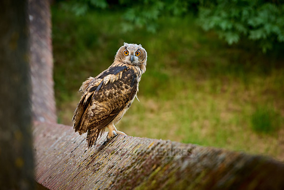 young Eurasian eagle-owl (Bubo bubo)| on a wall