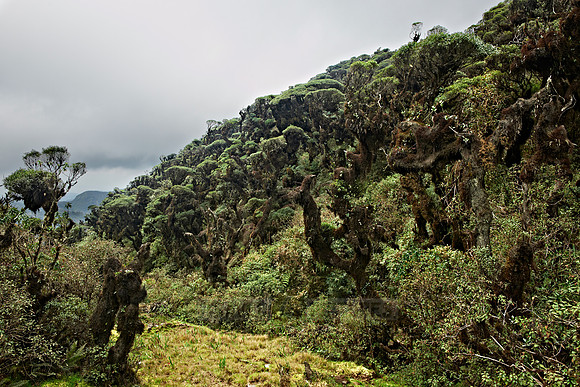 cloud forest of La Siberia