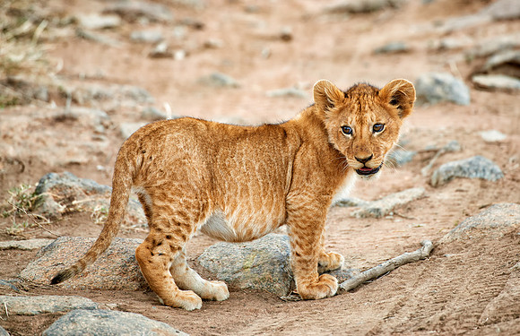 cute ​lion cub