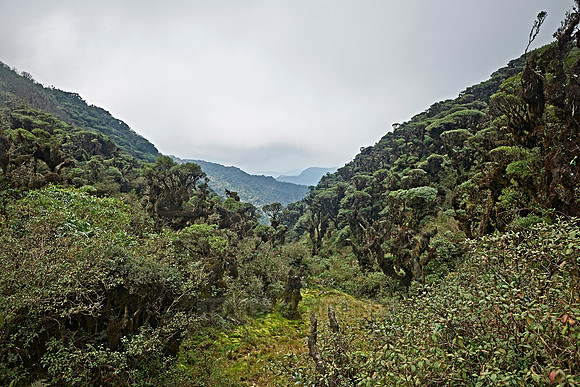 cloud forest of La Siberia