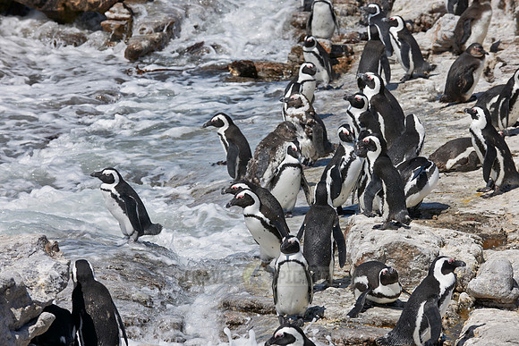 Colony of African Penguin
