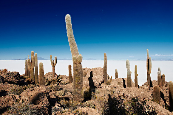 Inkahuasi Island, Salar de Uyuni
