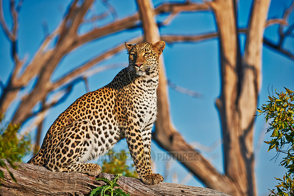leopard (Panthera pardus)
