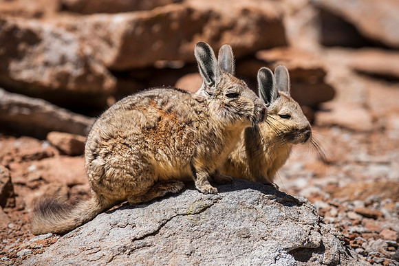 Mountain Viscacha