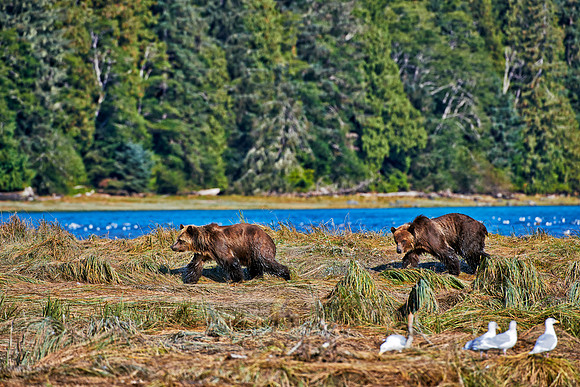 Grizzly bear at Knight Inlet