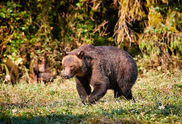 Grizzly bear at Knight Inlet
