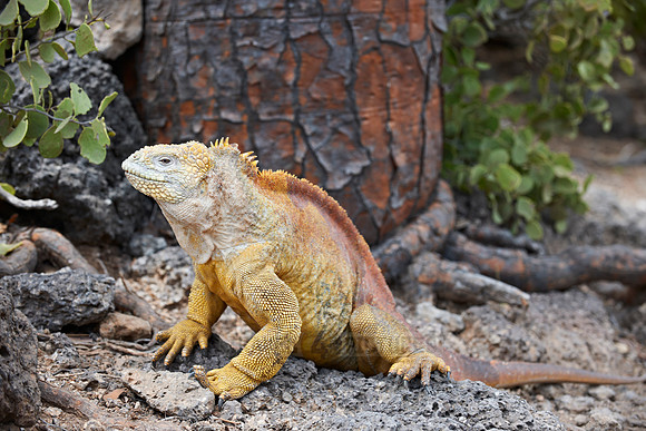 Galapagos Land Iguana