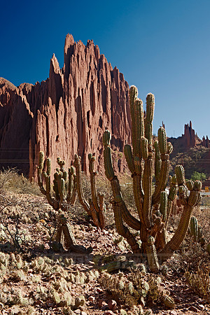 cacti and erosion landscape
